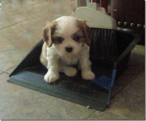 puppy in dustpan